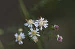 Calico aster